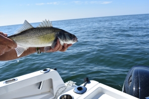 Good news for bass anglers in 2020 – TWO fish per trip from March