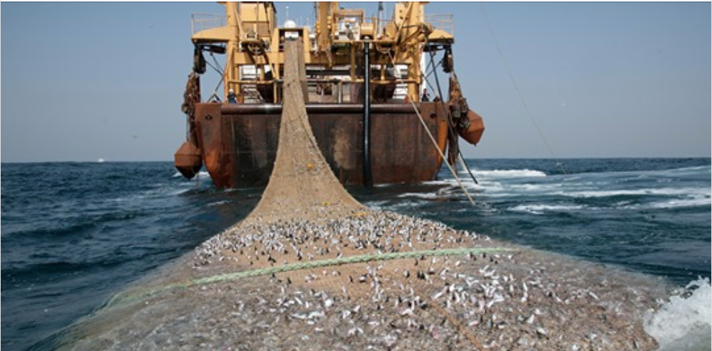 What can we do about Supertrawlers? 