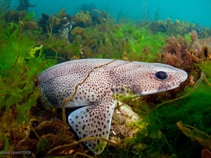 Highly Protected Marine Areas – are they a threat to angling?
