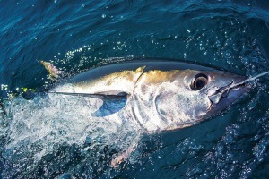 Bluefin tuna: government give go ahead for “citizen science” fishery
