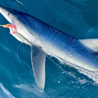 Falmouth Bay Blue Shark Comp 2023. John Locker reports on the Falmouth Bay Shark Competition held in the waters off Cornwall in September – this year opened up for private boats.